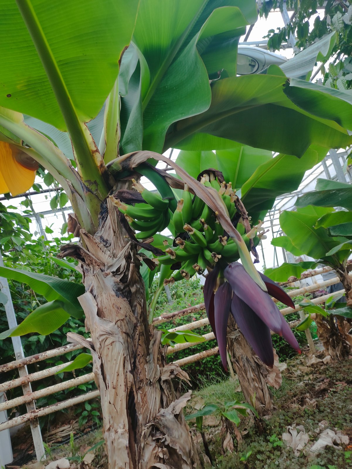 A flowering banana plant in the greenhouse