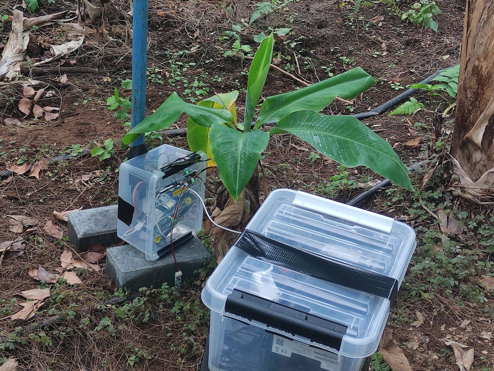 The weatherproofed kit deployed at the base of a banana plant